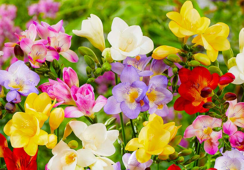 Freesias & Broad Beans: What to Plant in Geelong in March